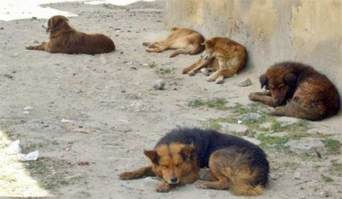 Adăpostul de câini din Hârşova, somat cu evacuarea; 200 de câini ar putea ajunge pe străzi